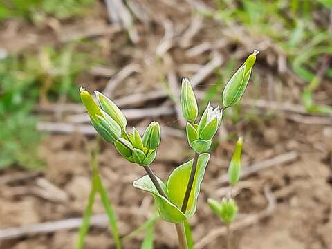 Plancia ëd Cerastium perfoliatum L.