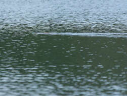 Image of Mexican Parrot Snake