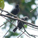 Melaniparus funereus Verreaux, J, Verreaux & E 1855 resmi