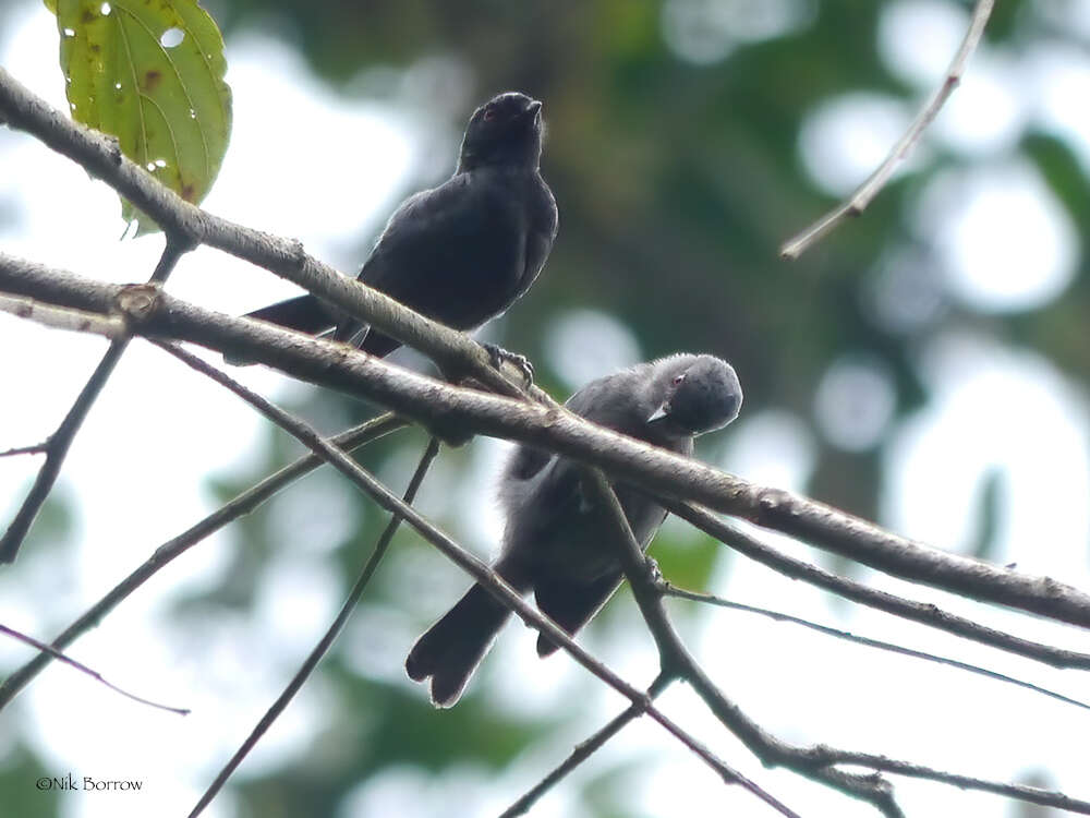 Image of Dusky Tit