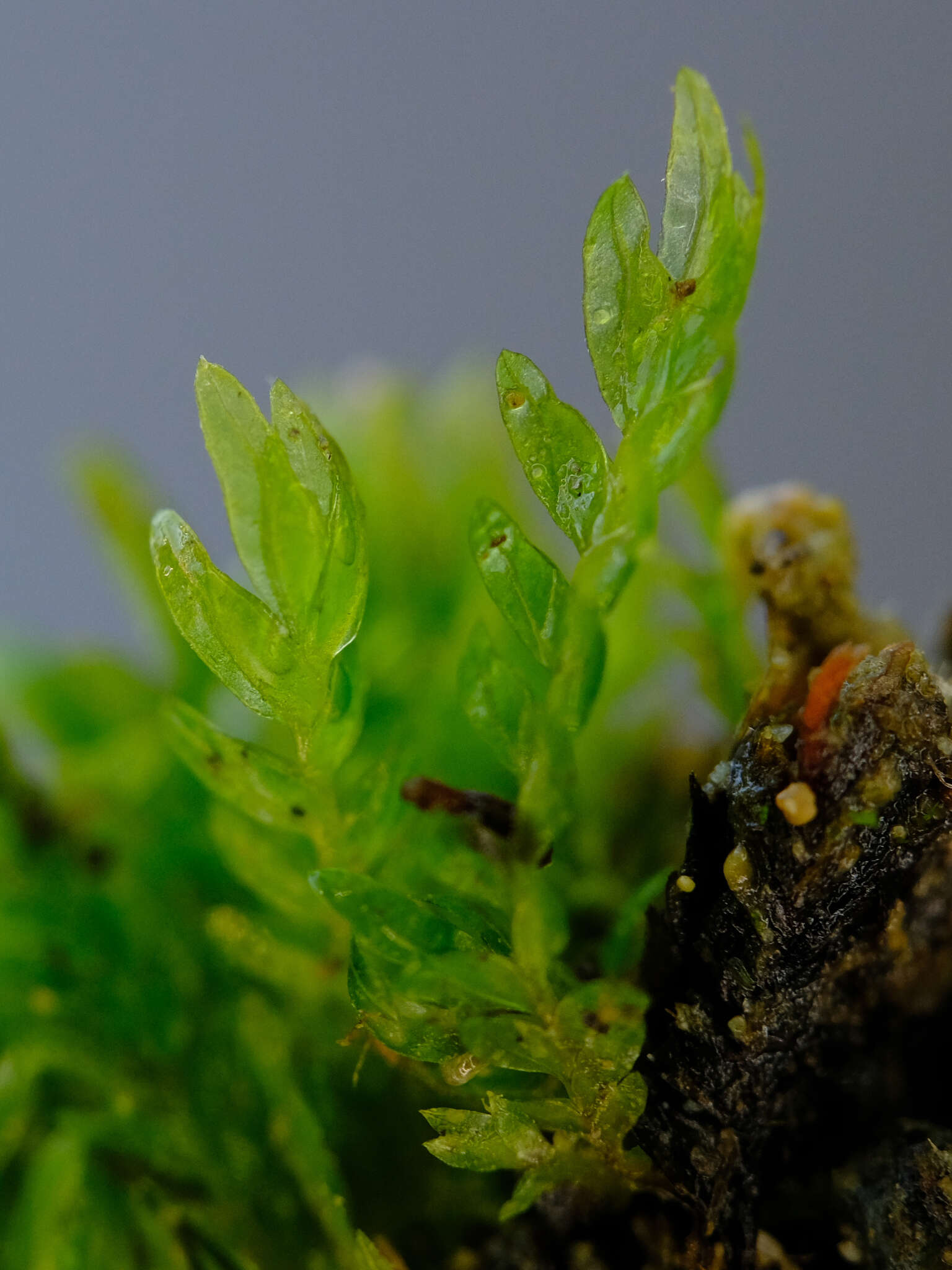 Image of fissidens moss