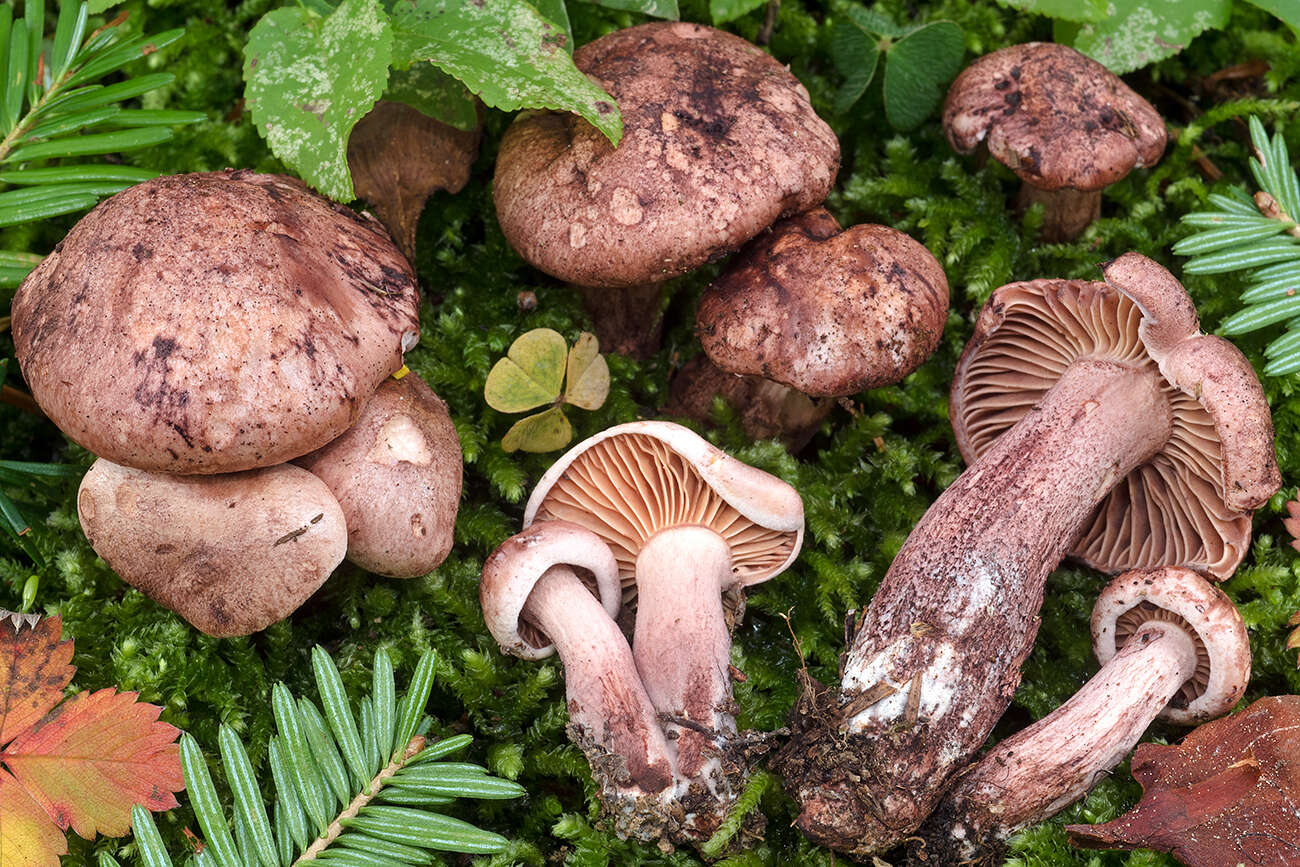 Image of Hygrophorus erubescens (Fr.) Fr. 1838