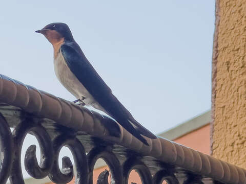 Image of Angola Swallow