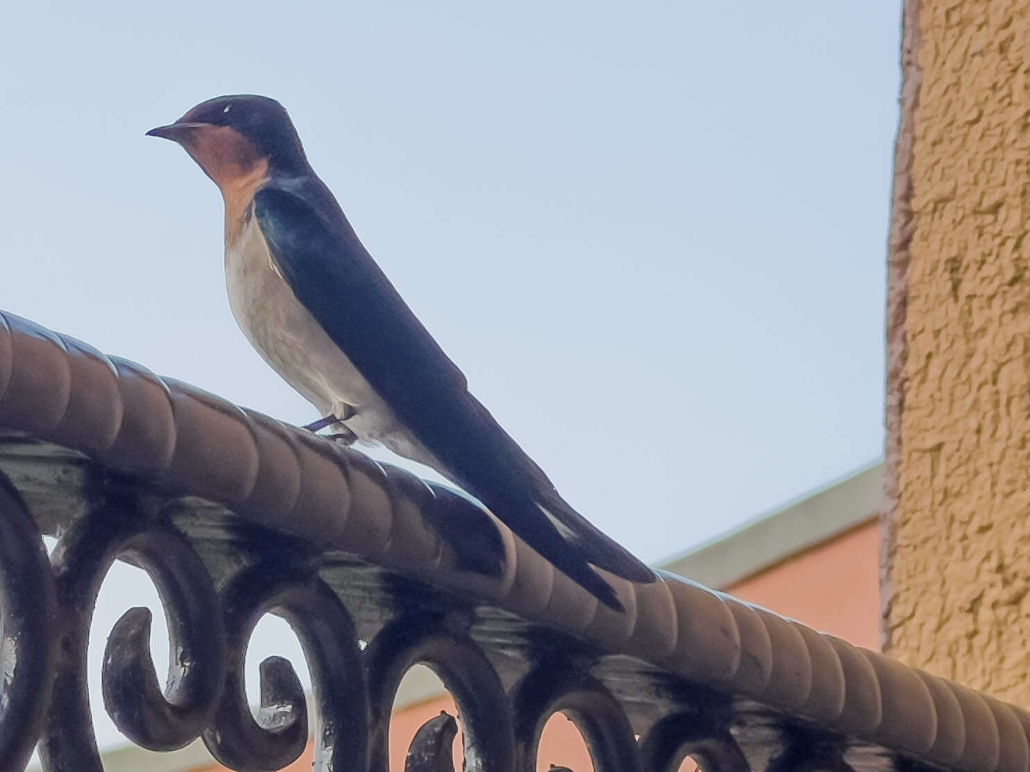 Image of Angola Swallow