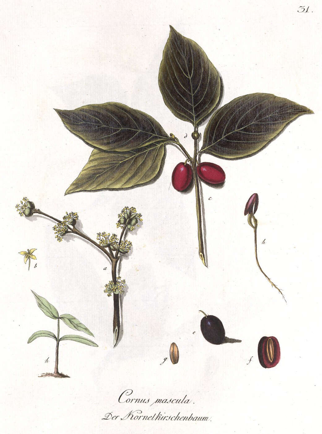 Image of Cornelian cherry dogwood