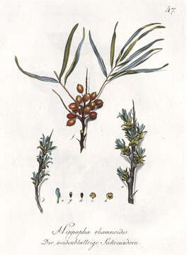 Image of Sea-buckthorn