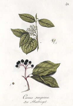 Image of bloodtwig dogwood