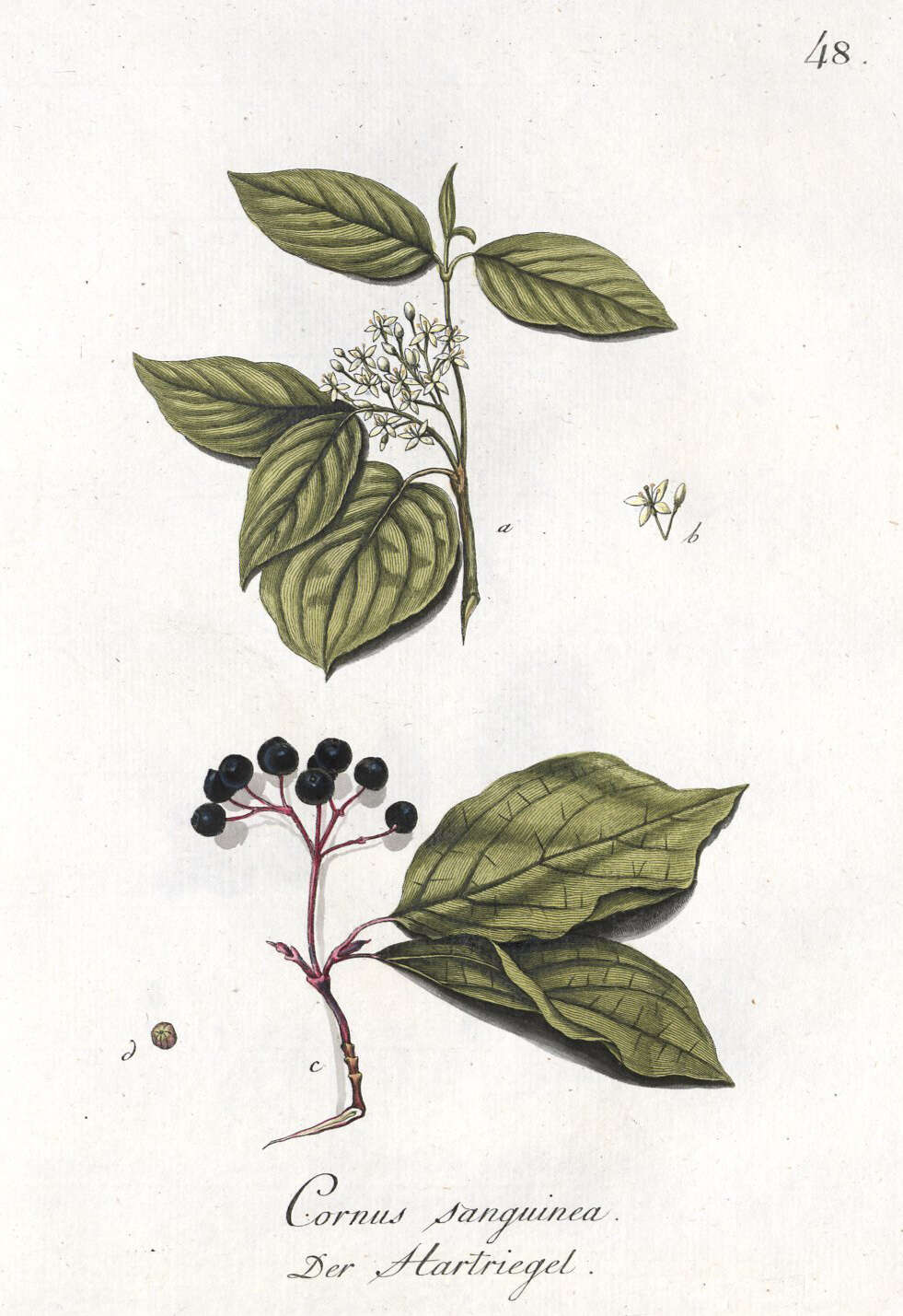 Imagem de Cornus sanguinea L.