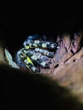 Image of Sri Lankan Ornamental Tarantula