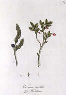 Image of bilberry