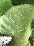 Image of Pecan Leafminer