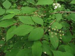 Image of Mongolian pride-of-Rochester