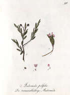 Image of bog rosemary