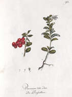 Image of lingonberry