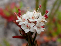 Image of Macrostylis villosa subsp. villosa
