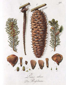 Image of Silver Fir