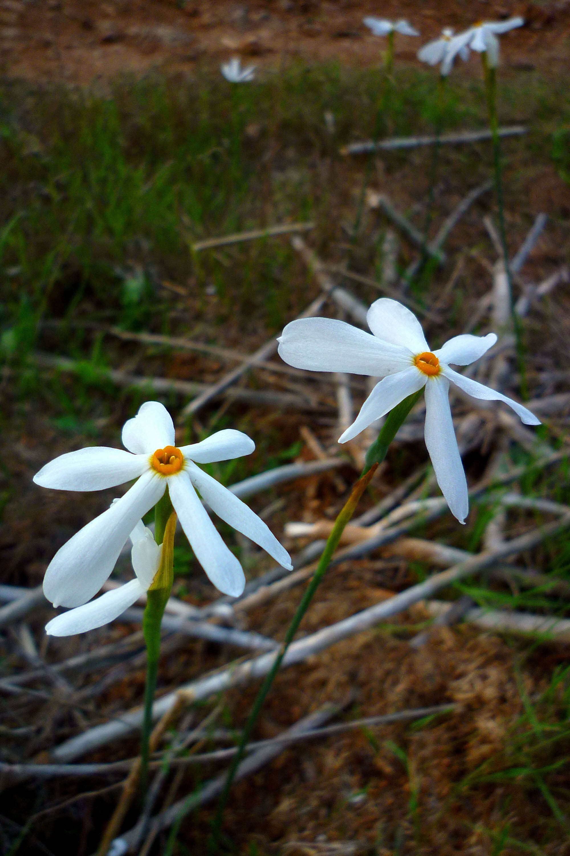 Image of Narcissus serotinus L.