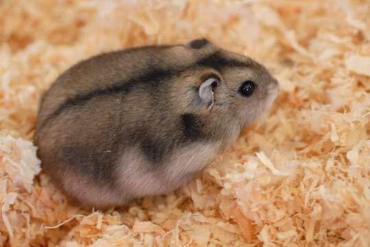 Image de Hamster russe