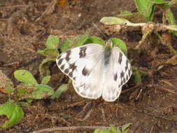 Image of Checkered White