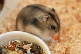 Image of Dzhungarian Hamster