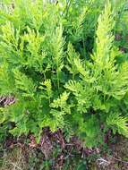 Image of parsley fern