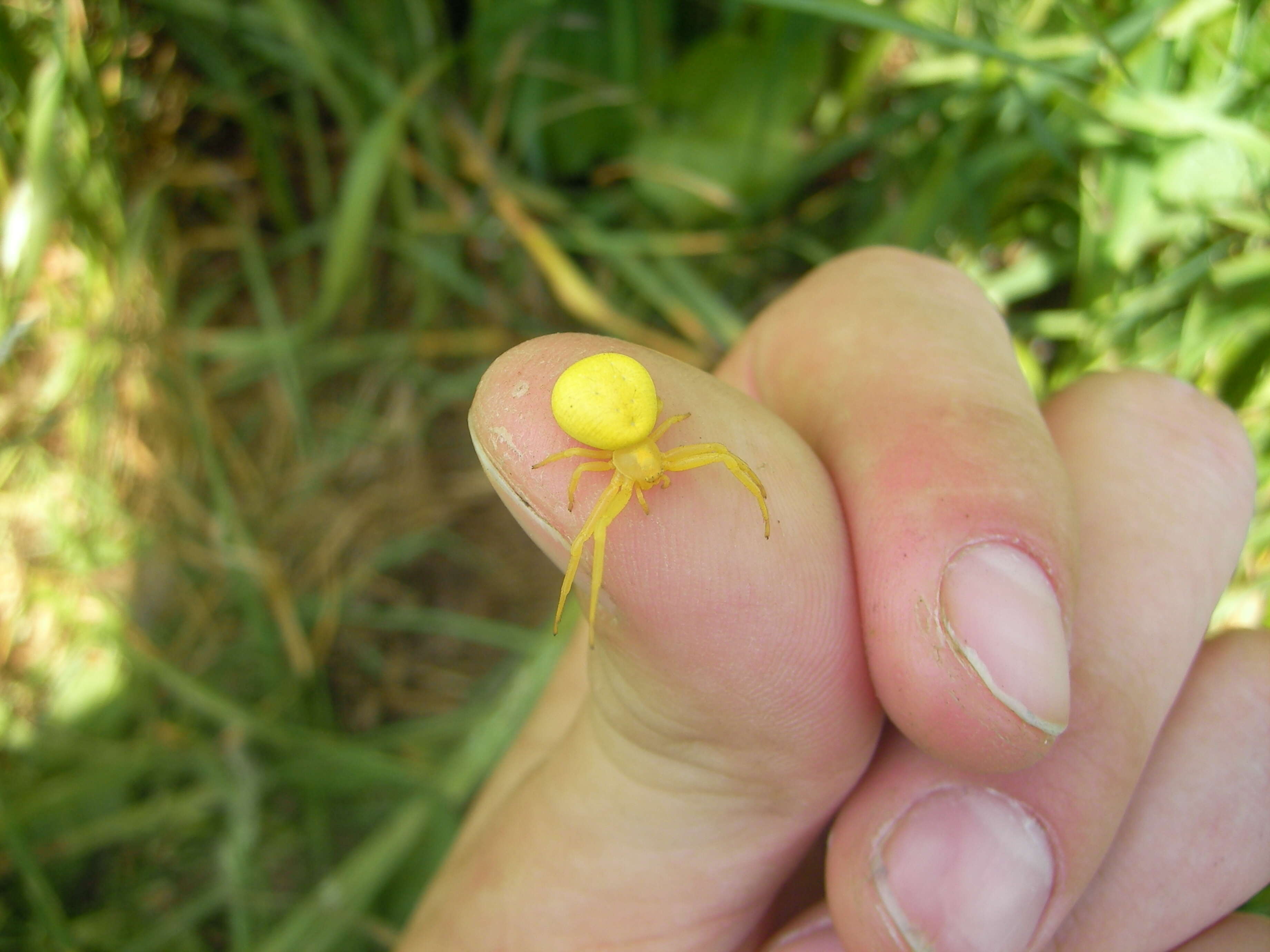 Image of Flower Crab Spiders