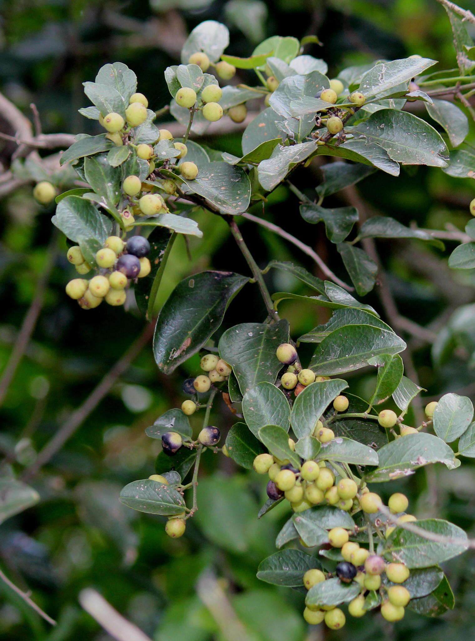 Image de Scutia myrtina (Burm. fil.) Kurz