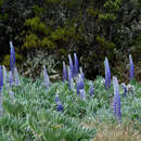 Plancia ëd Lupinus luisanae var. ocetensis