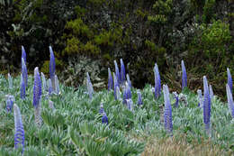 Plancia ëd Lupinus luisanae