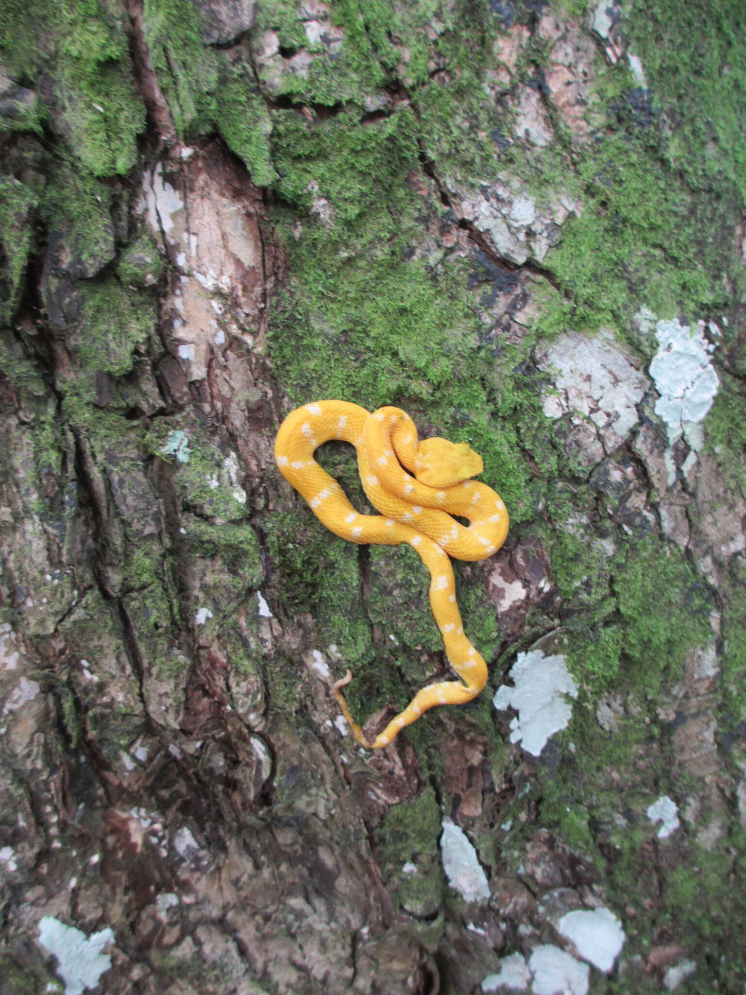 Image of Eyelash Viper