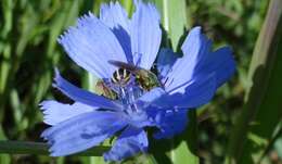 Image of Bicolored Agapostemon