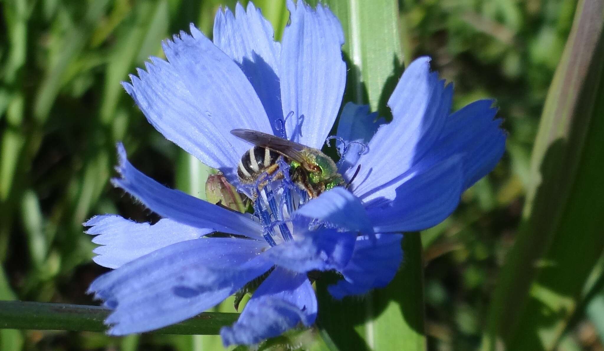 Image of Bicolored Agapostemon