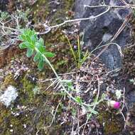 Image of Draba steyermarkii Al-Shehbaz