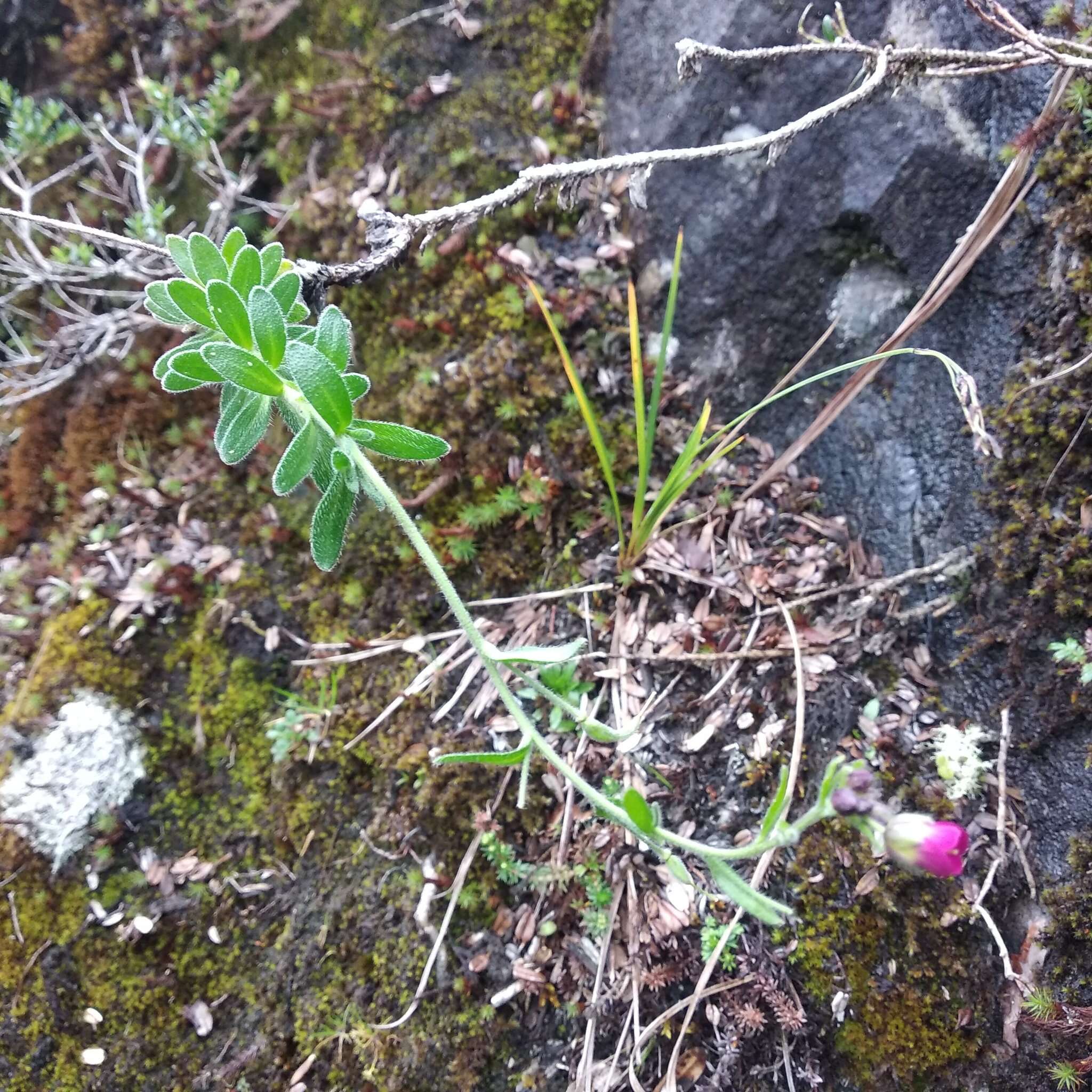 Image of Draba steyermarkii Al-Shehbaz