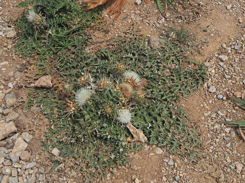 Cynara cornigera Lindl.的圖片