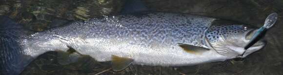 Image of Marbled trout