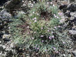 Dianthus hypanicus Andrz.的圖片