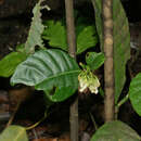 صورة Tabernaemontana siphilitica (L. fil.) A. J. M. Leeuwenberg