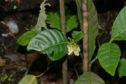 Tabernaemontana siphilitica (L. fil.) A. J. M. Leeuwenberg resmi