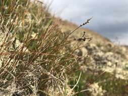 Image of Pacific Bog Sedge