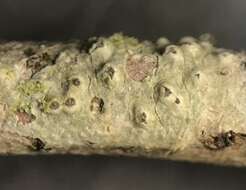 Image of pore lichen