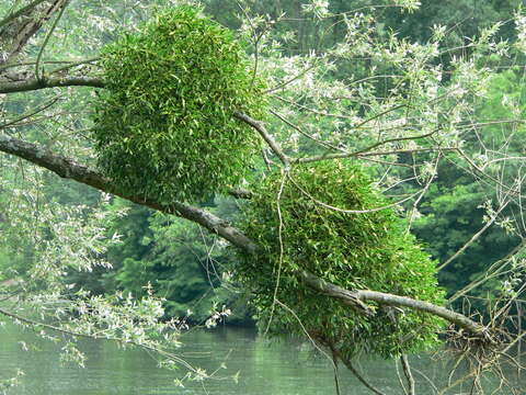 Image of European mistletoe