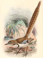 Image of Uratelornis Rothschild 1895