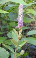 Spiraea tomentosa L.的圖片