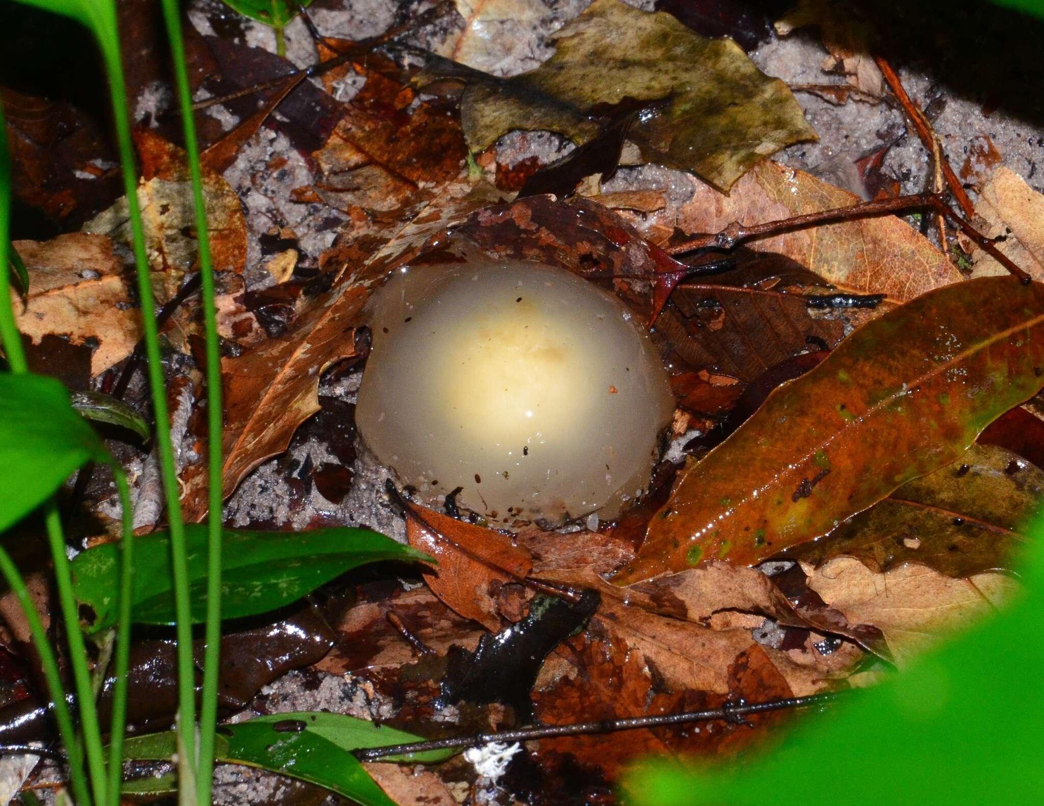 Sivun Calostoma pachystelis (Ces.) Massee 1888 kuva