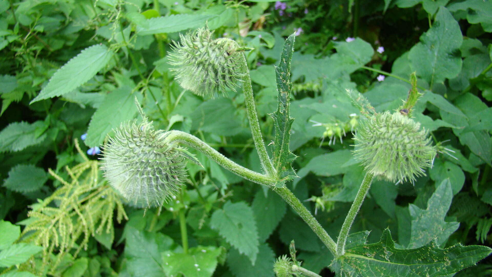 Image of Cirsium echinus (M. Bieb.) Hand.-Mazz.