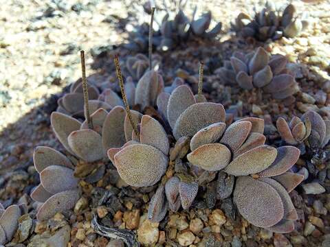 Image of Crassula namaquensis Schönl. & Baker fil.