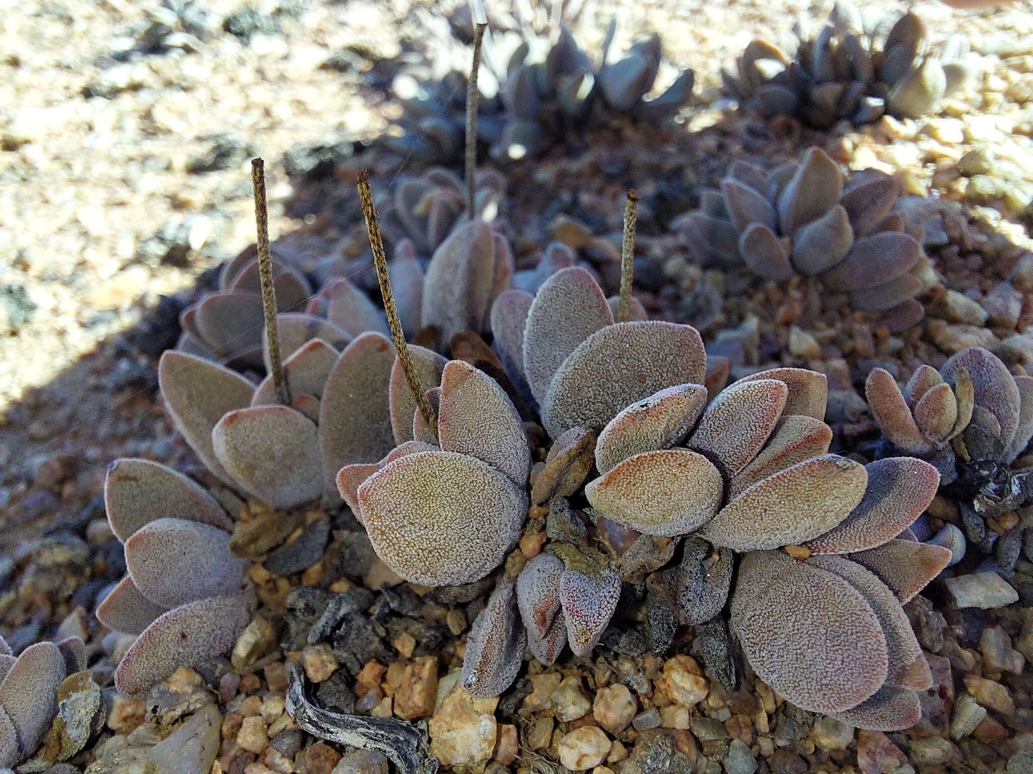 Crassula namaquensis Schönl. & Baker fil. resmi