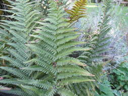 Image of male fern