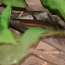 Image of Allapalli Grass Skink